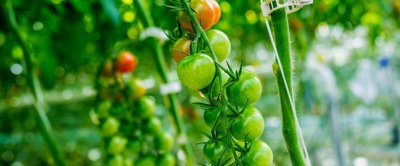 Touw, ringetjes en clips maken onderdeel uit van het succesvolle ‘hogedraad’ teeltsysteem, maar vervuilen het groenafval. Herontwerp van het teeltsysteem of bio-afbreekbare plastics zouden een oplossing kunnen bieden. Bron: Roman Zaiets/Shutterstock.com