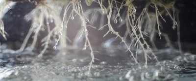 Close-up van een teeltsysteem waarin de wortels van het gewas direct in het water hangen. Bron: Ivan Karpov/Shutterstock.com