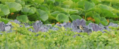 Strokenteelt is gunstig voor de biodiversiteit, onder andere van insecten en vogels.