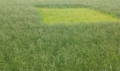 Baltus nul-veld tweede snede