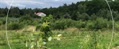 Richtlijnen voor risicobeperking invasieve exoten in agroforestry