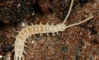 wortelduizendpoot Entocare