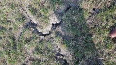 In 2019 hadden ze te maken met droogte en muizenschade op hun graspercelen. De gevolgen daarvan zijn in 2020 nog zichtbaar.
