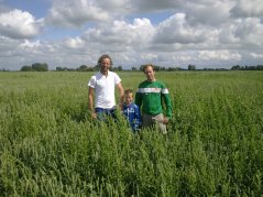 Het Engels raaigras met witte en rode klaver met als dekvrucht tarwe leverde eind juni een goede opbrengst op. 