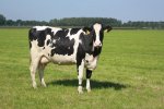 Beweiden is goed voor de grasmat. Iedere dag krijgen de koeien een fris en schoon perceel. 