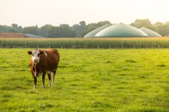biogas_koe_shutterstock_362633309_1000px.jpg biogas_koe_shutterstock_362633309_1000px.jpg