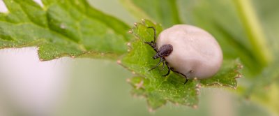 Een teek voedt zich onafgebroken tussen de drie en tien dagen en zwelt dan op tot een bruin of grijs bolletje ter grootte van een erwt.