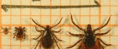 Ixodes ricinus - van links naar rechts: larve – nimf – mannetje – vrouwtje (Foto: Fedor Gassner)