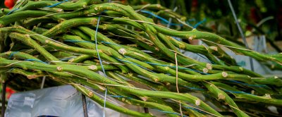 Hoewel het de consument vooral om de tomaat gaat, produceert een kas ook wortels, stengels en bladeren. De (economische) potentie van die biomassa zal steeds meer benut gaan worden in de transitie naar een circulaire en ‘biobased’ economie. Roman Zaiets/Shutterstock.com