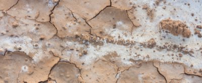 Klimaat verhaal 5: Zoute landbouw